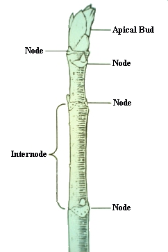 stem